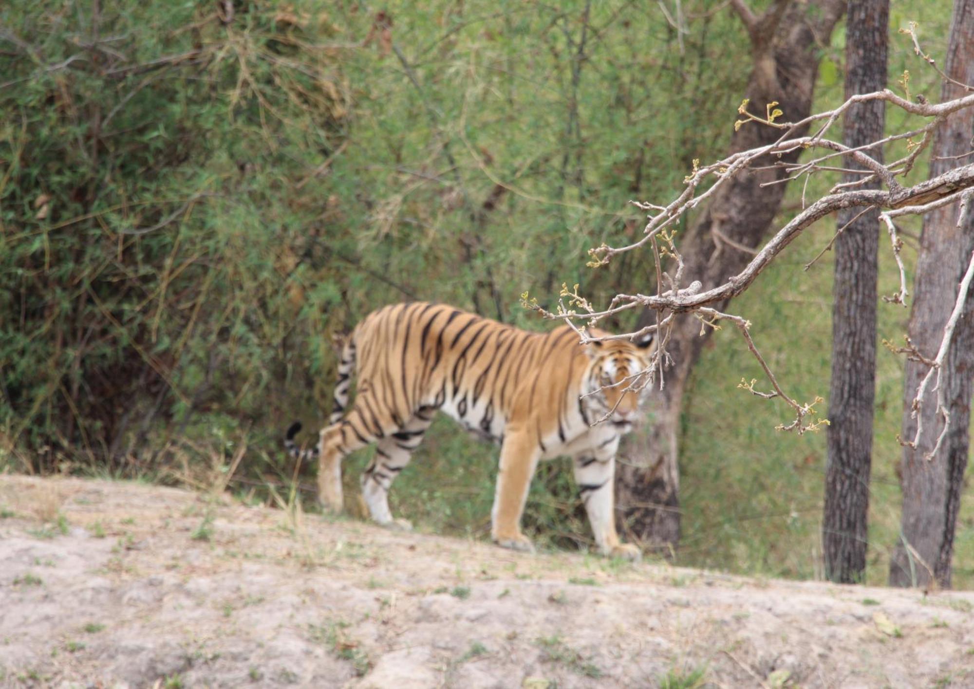 Tiger Tops Karnali Lodge Bardiya Eksteriør bilde