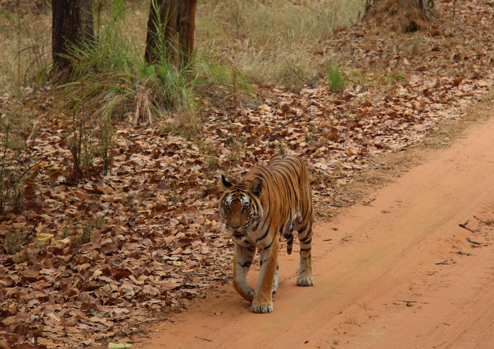 Tiger Tops Karnali Lodge Bardiya Eksteriør bilde