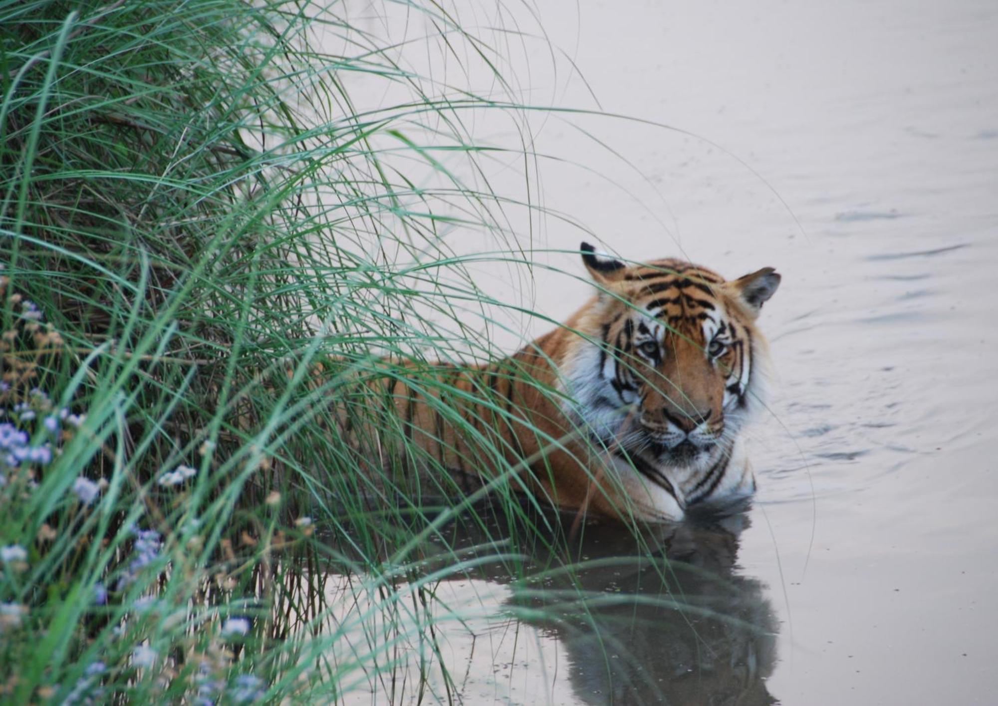 Tiger Tops Karnali Lodge Bardiya Eksteriør bilde