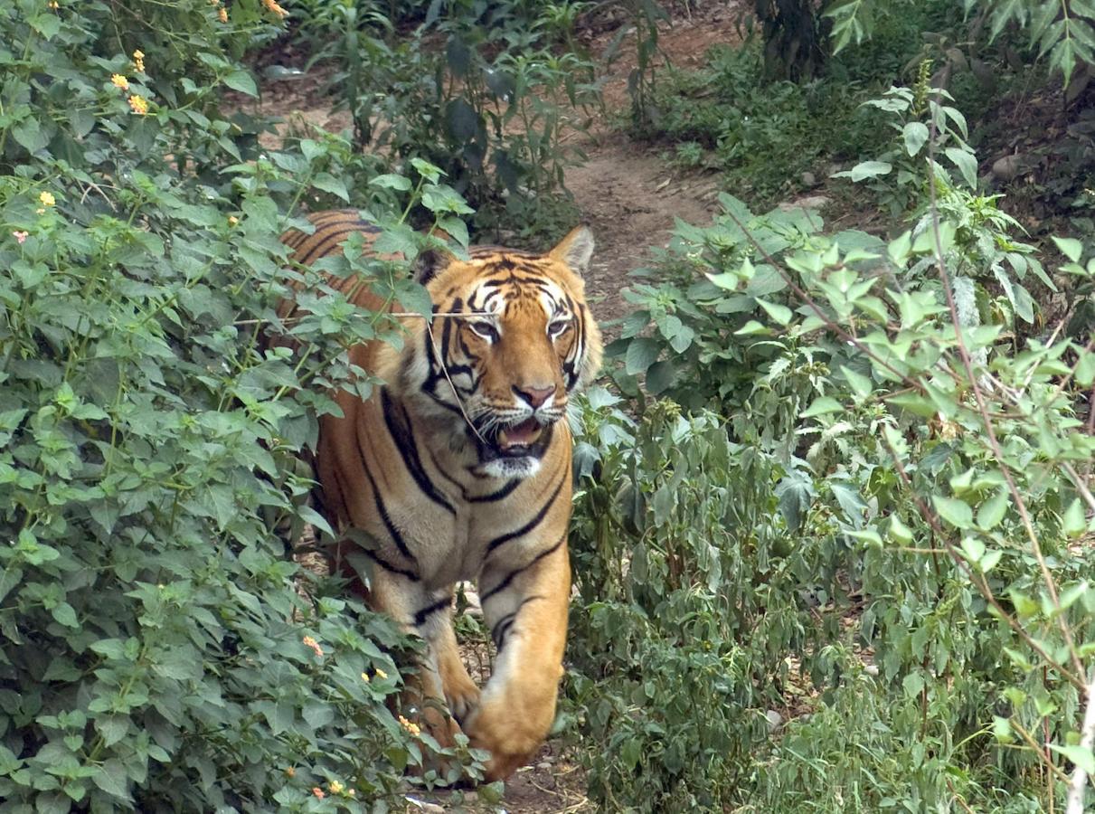 Tiger Tops Karnali Lodge Bardiya Eksteriør bilde