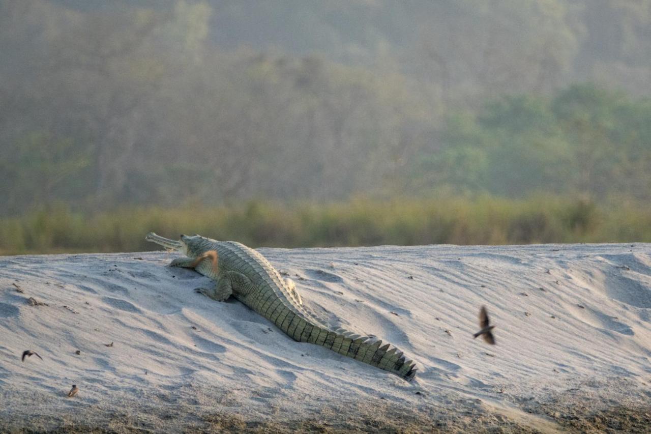 Tiger Tops Karnali Lodge Bardiya Eksteriør bilde