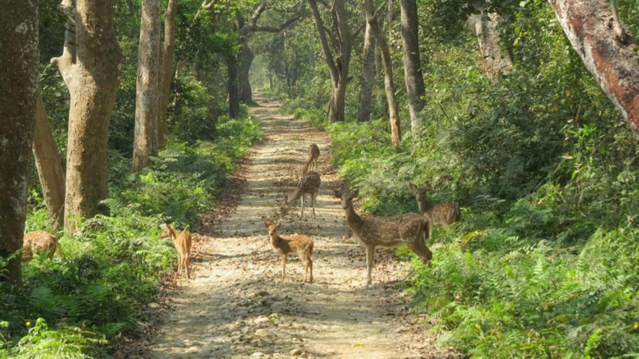 Tiger Tops Karnali Lodge Bardiya Eksteriør bilde